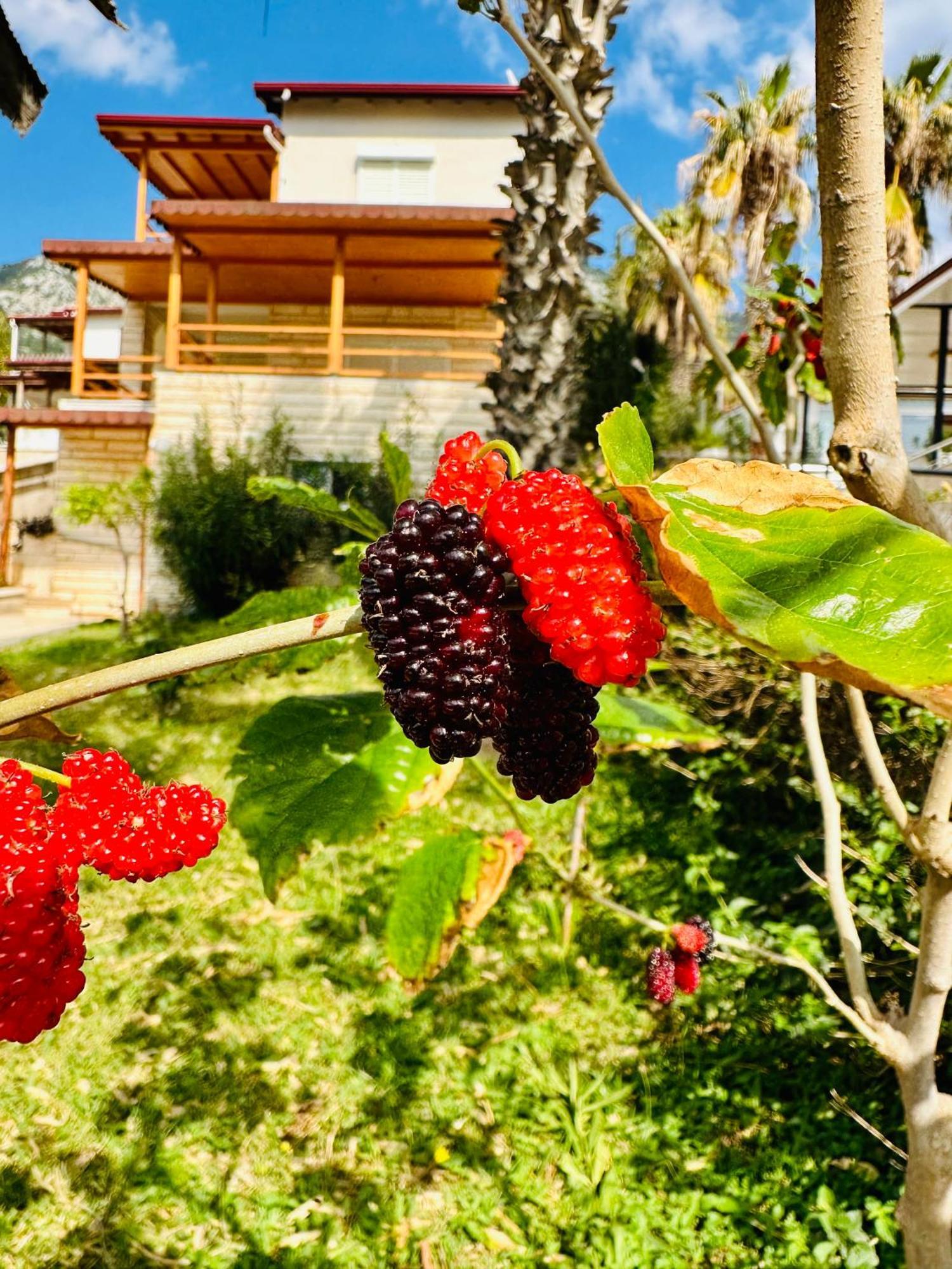 Gelidonya Pansiyon Kumluca Exterior foto